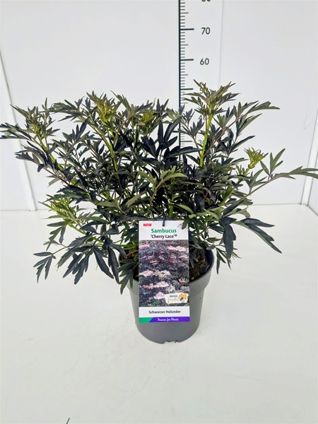 Sambucus Nigra Cherry Lace