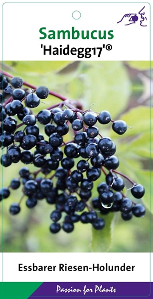 Sambucus nigra Haidegg