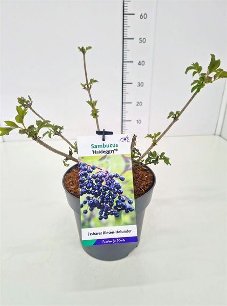 Sambucus nigra Haidegg