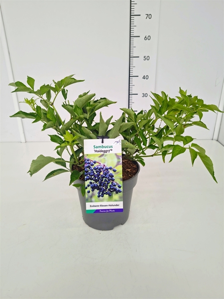 Sambucus nigra Haidegg