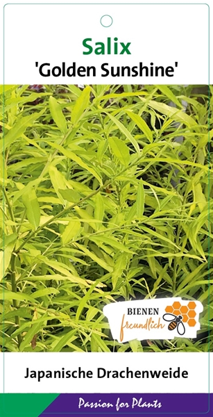 Salix Sach Golden Sunshine
