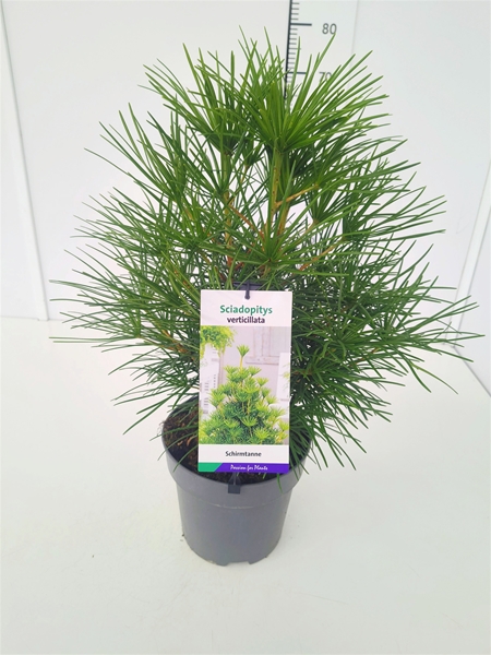 Sciadopitys Verticillata 