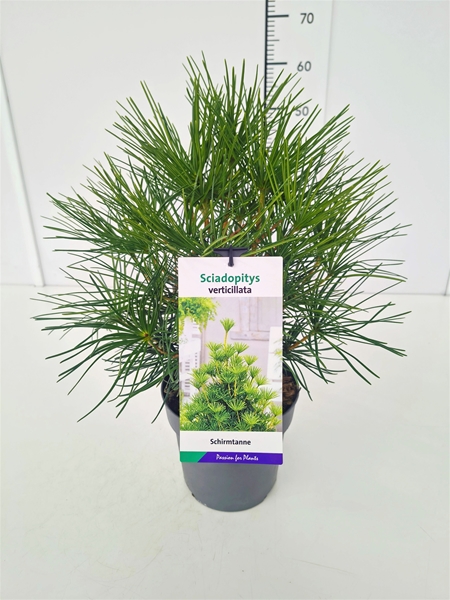 Sciadopitys Verticillata 
