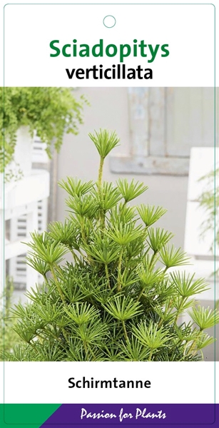 Sciadopitys verticillata