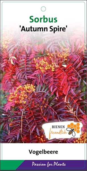 Sorbus Autumn Spire