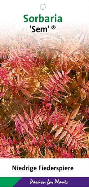 Sorbaria Sorbifolia Sem