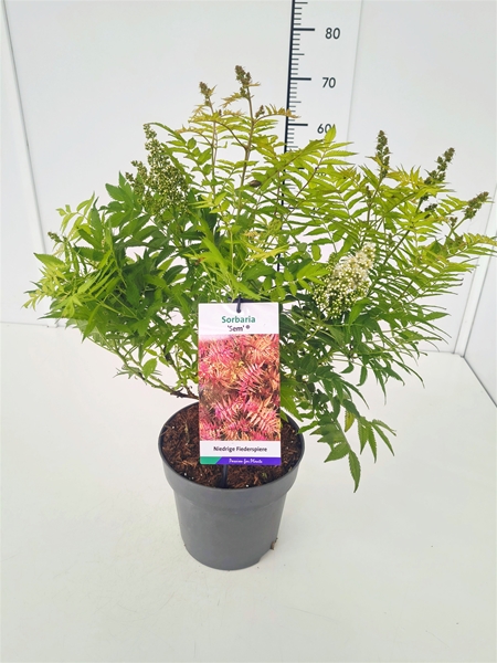 Sorbaria Sorbifolia Sem