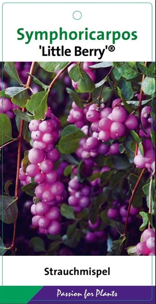 Symphoricarpos d Little Berry