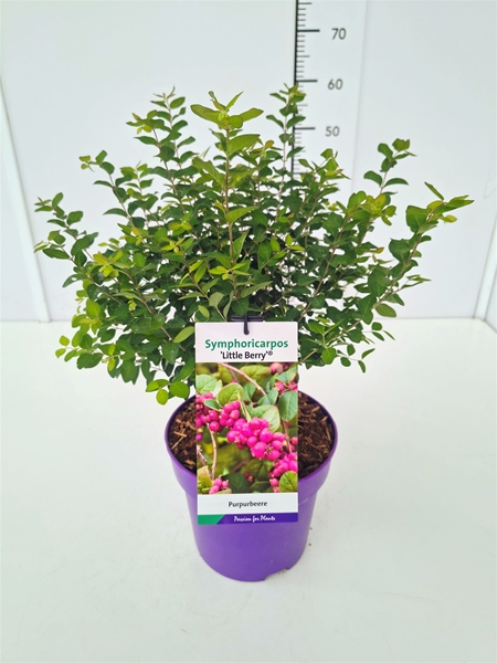 Symphoricarpos Little Berry