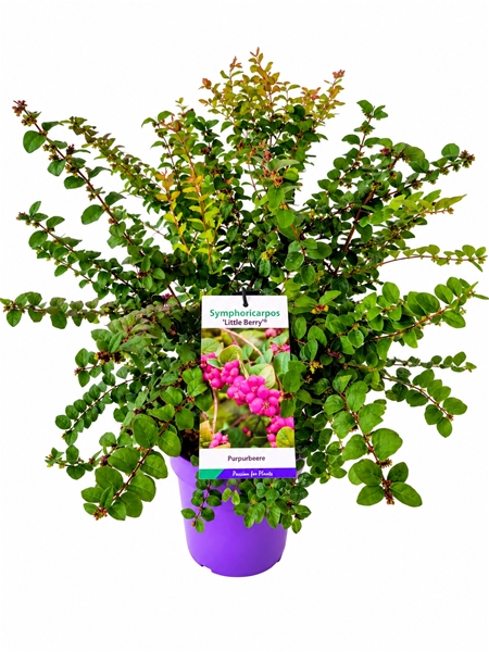 Symphoricarpos Little Berry