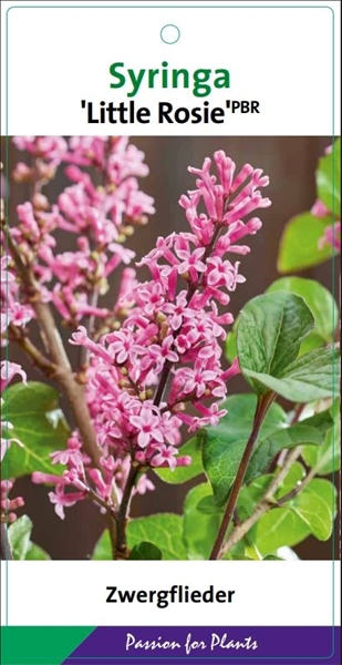 Syringa Little Rosie