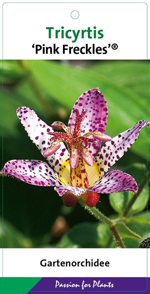 Tricyrtis Formosana Pink Freckles