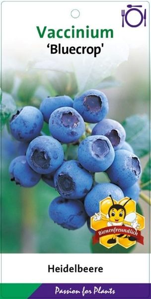 Vaccinium Corymbosum Bluecrop Essbar