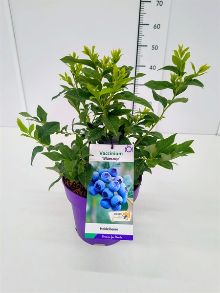 Vaccinium Corymbosum Bluecrop Essbar