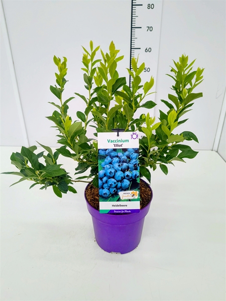 Vaccinium Elliot