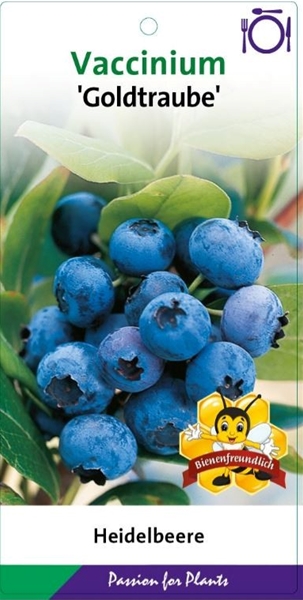 Vaccinium Corymbosum Goldtraube Essbar