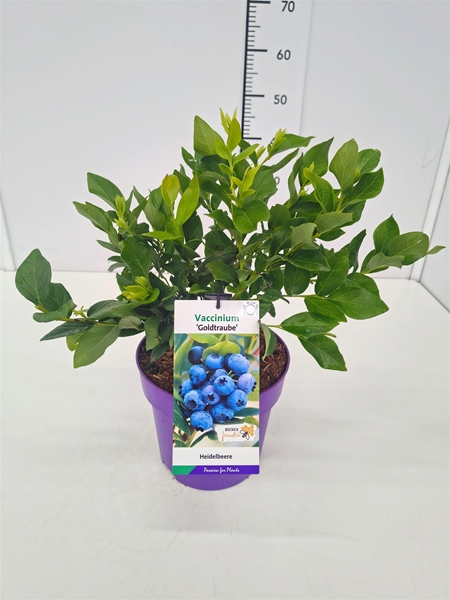 Vaccinium Corymbosum Goldtraube Essbar