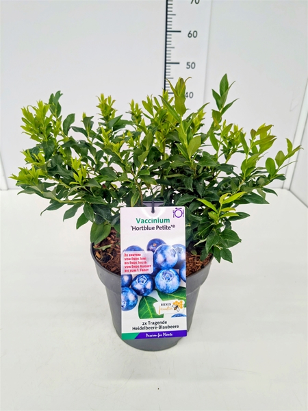Vaccinium cor. 'Hortblue Petite' 40-60C7