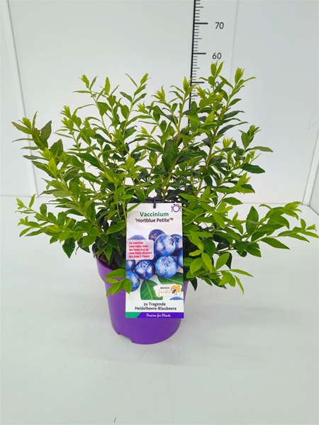 Vaccinium Corymbosum Hortblue Petite