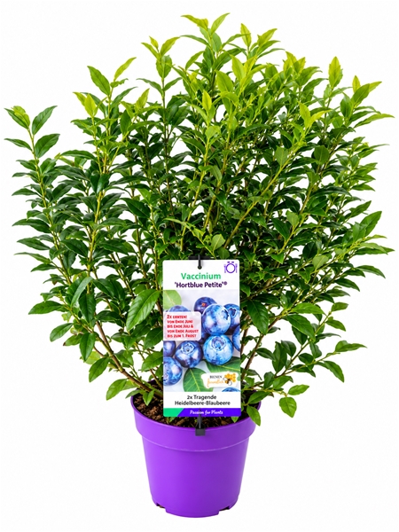 Vaccinium Corymbosum Hortblue Petite
