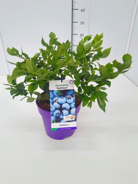 Vaccinium Northland
