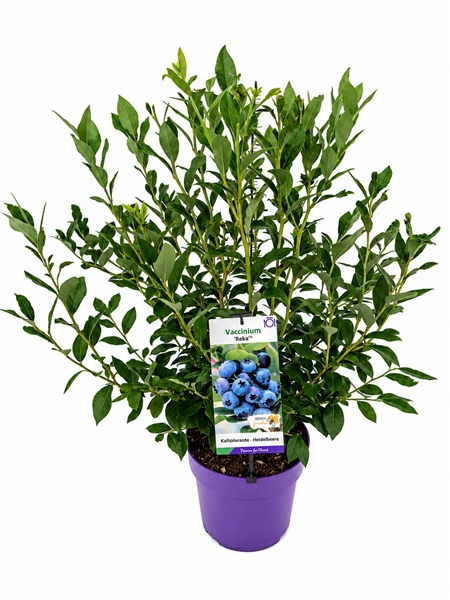 Vaccinium Reka