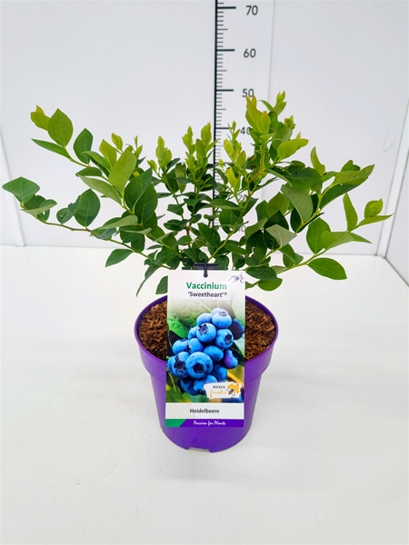 Vaccinium Sweetheart
