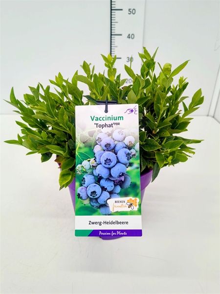 Vaccinium Tophat