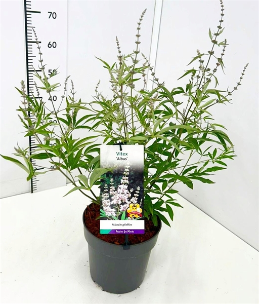 Vitex Agnus - Castus Albus