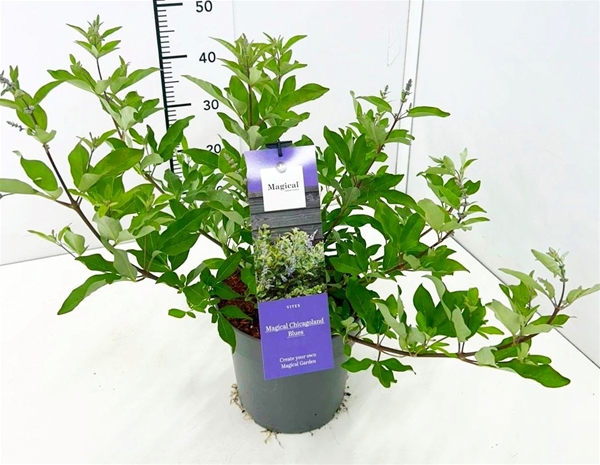 Vitex agnus-castus 'Chicagoland Blues' 40-50C5 met Bloemknop