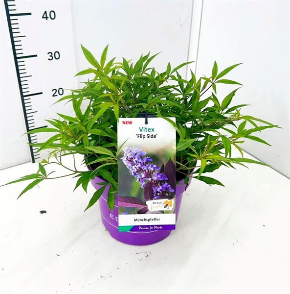 Vitex Agnus - Castus Flip Side
