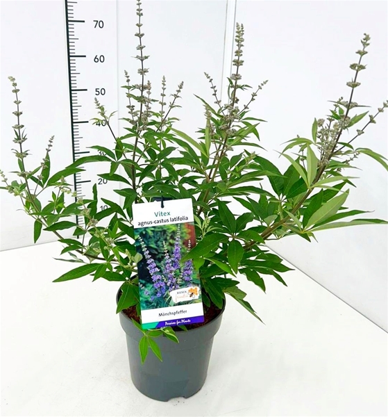 Vitex Agnus - Castus Latifolia 
