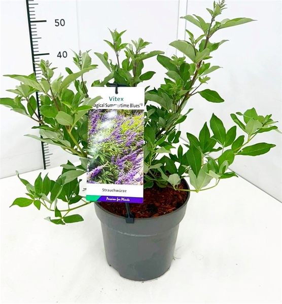 Vitex Agnus - Castus Magical Summertime Blues