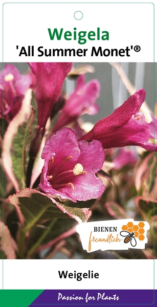 Weigela All Summer Monet