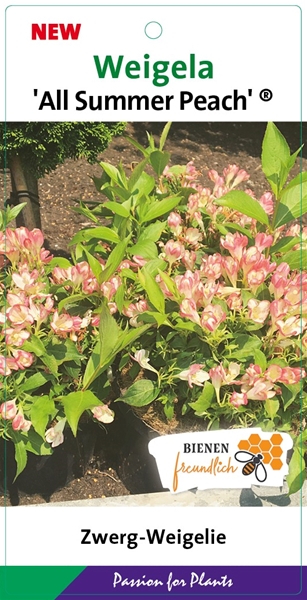 Weigela All Summer Peach