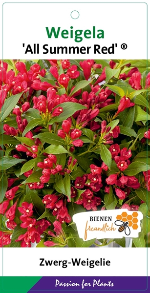 Weigela All Summer Red