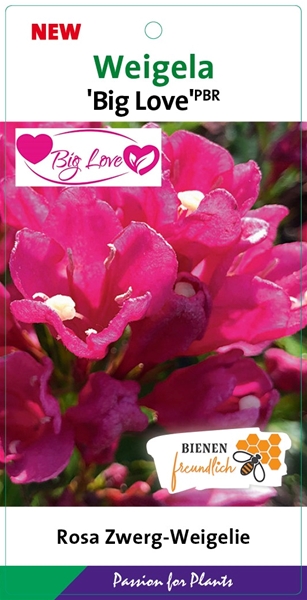 Weigela Big Love