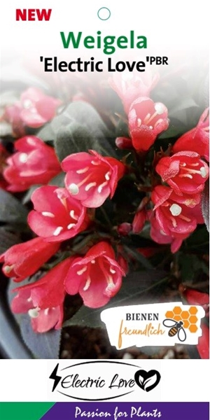 Weigela Electric Love