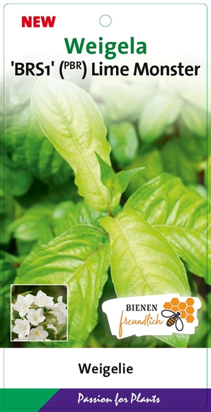 Weigela Florida Lime Monster