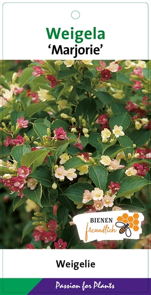 Weigela Marjorie