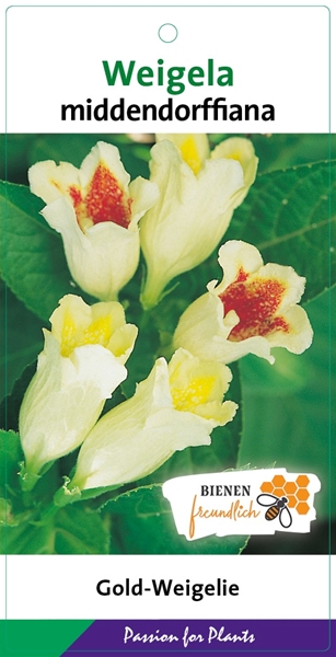 Weigela middendorffiana
