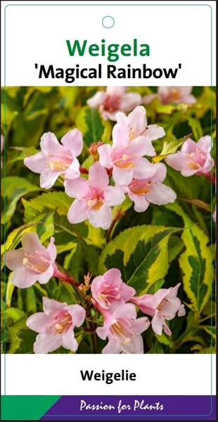 Weigela Magical Rainbow