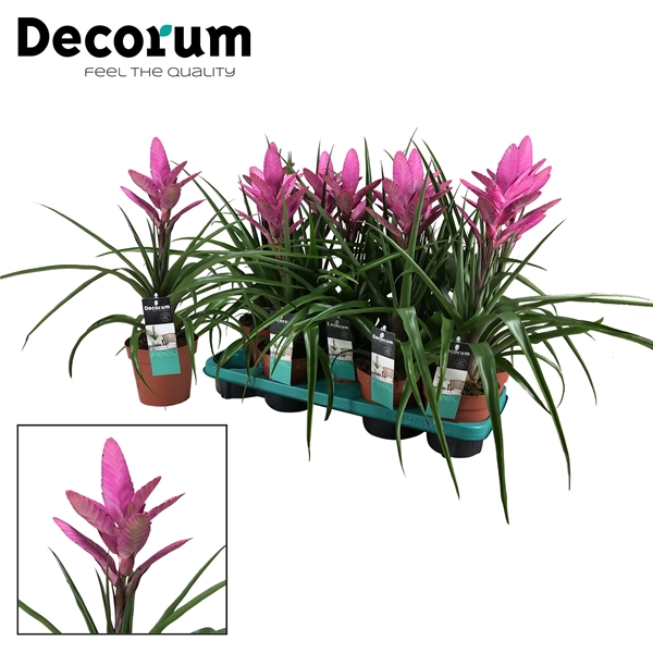 Tillandsia Amira 