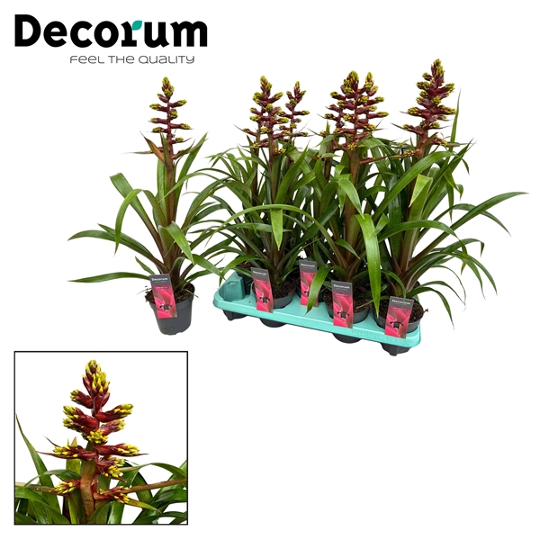 Guzmania Choco 