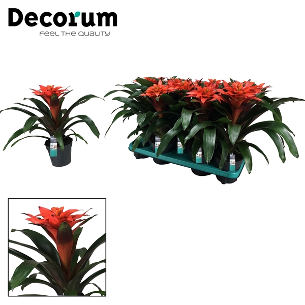 Guzmania Tutti Frutti Squarrosa 