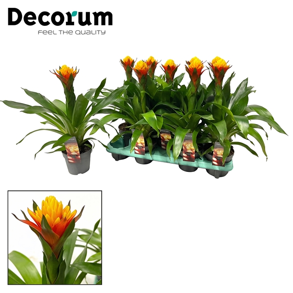 Guzmania Yeltix 