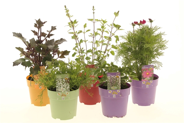 Vaste planten Mixlaag