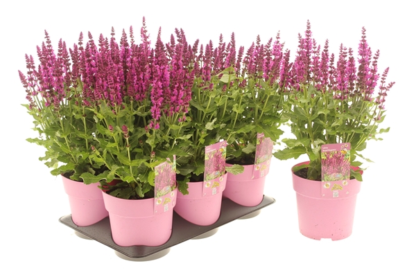 Salvia Royal Magenta