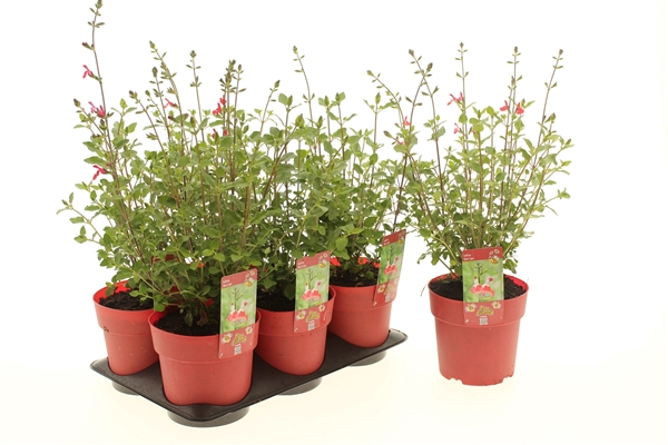 Salvia Hot Lips