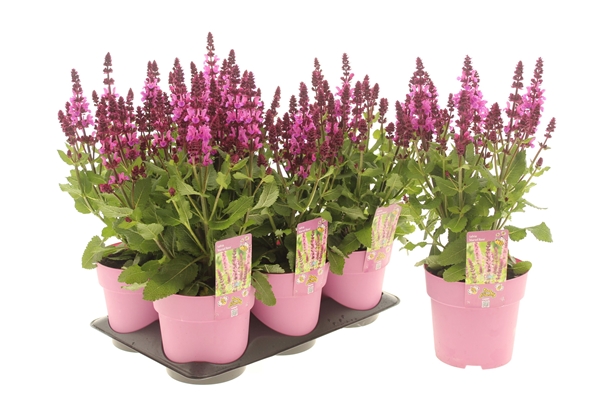 Salvia Marvel Rosa